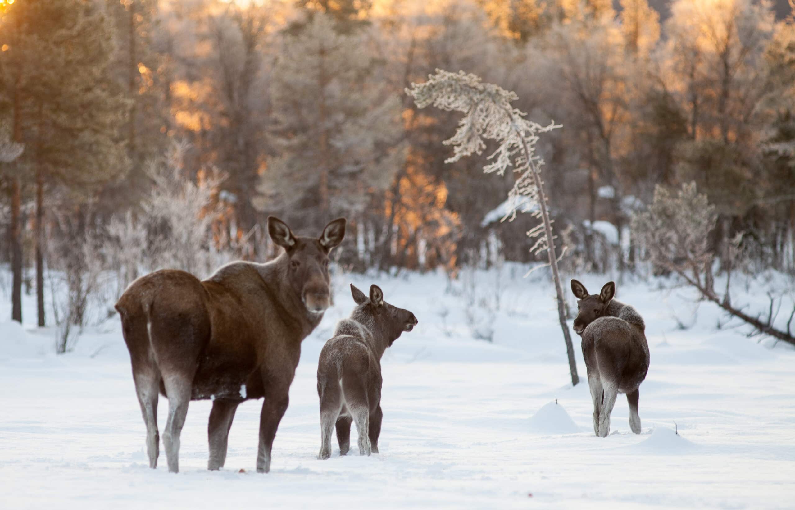 Älgar 161208 (002)