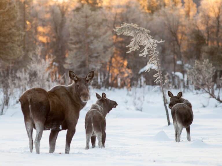 Drei Elche im Schnee bei Sonnenaufgang.