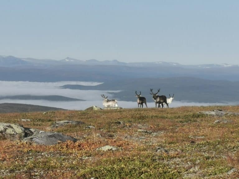 A herd of reindeer in a mountainous landscape shrouded in fog