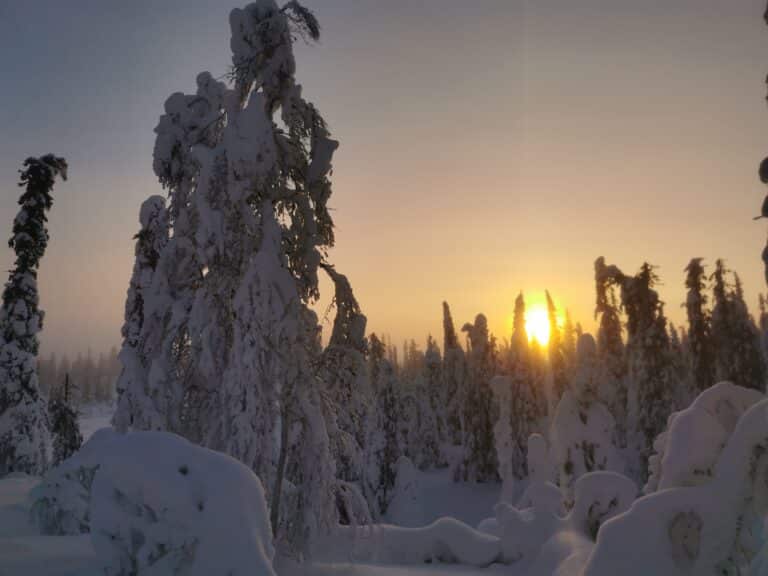 Schneebedeckte Bäume bei Sonnenaufgang