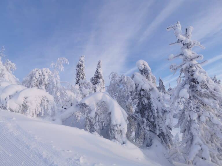 Schneebedeckte Bäume unter blauem Himmel