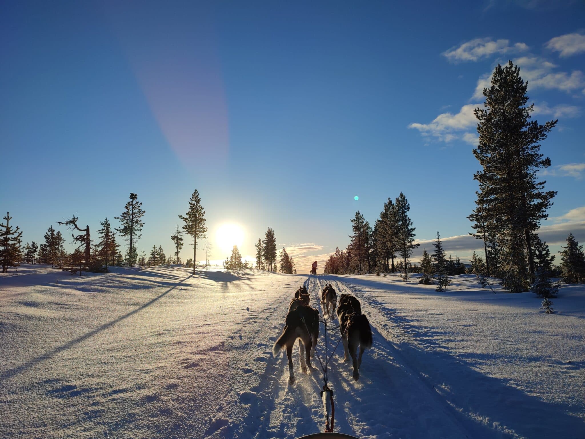 Huskytour im Winterwald