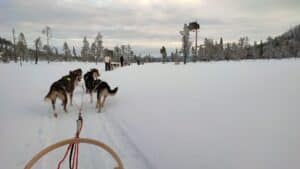 Hundeführer zieht einen Schlitten durch den Schnee.