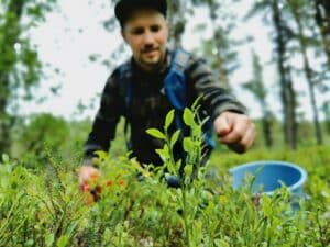 Mann pflückt natürliches Beerenobst im Wald.