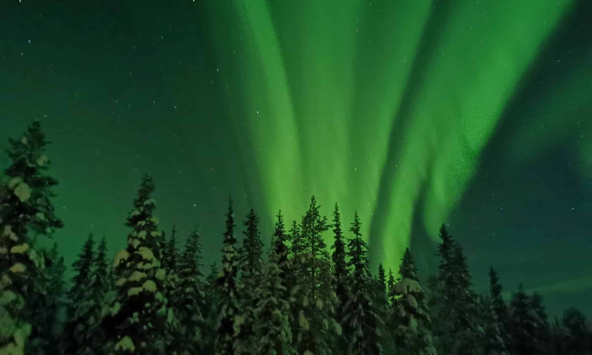 Polarlichter über verschneitem Wald