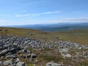 Weite Landschaft mit Steinen und Rentieren.